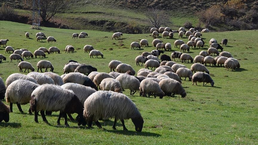 Bakanlık tan yöresel hayvancılık işletmelerine destek!